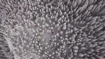 Frozen pine trees seen from drone 動画素材 85567660