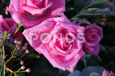 Frozen pink rose Stock Photos