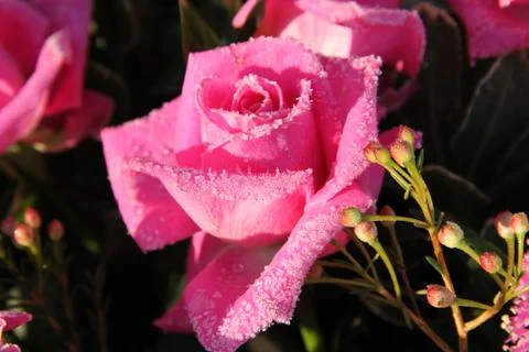 Frozen pink rose Stock Photos