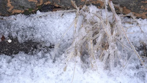 The Frozen Plant Alone 스톡 동영상 127710846