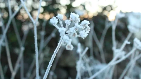 Frozen plant blowing in wind Stock Footage 225690636