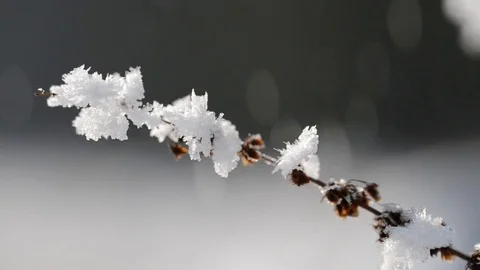 Frozen plant close up. Stock Footage 71678360