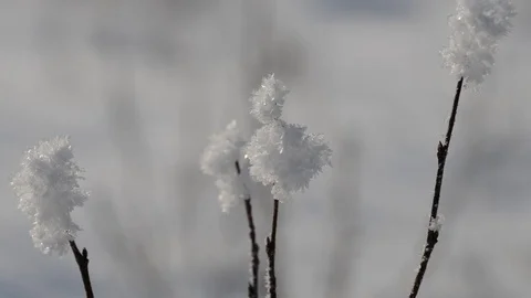 Frozen plant close up. Stock Footage 71678472