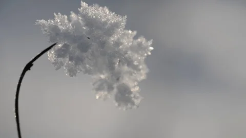 Frozen plant close up. Stock Footage 71678989