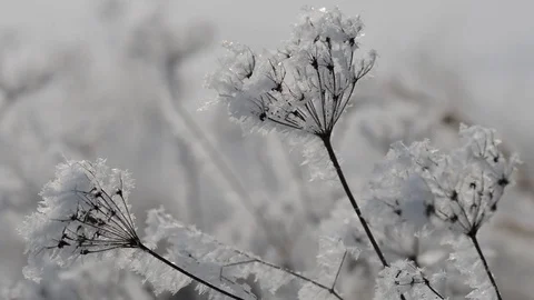 Frozen plant close up. Stock Footage 71714892
