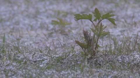 Frozen plant covered with snow in the spring Stock Footage 283548966