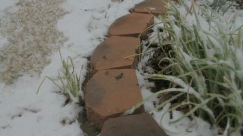 Frozen Plant  Stock Footage 768006