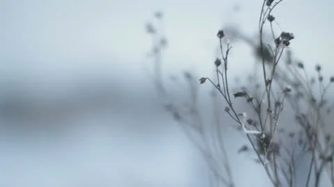 Frozen plant Stock Footage 20478764