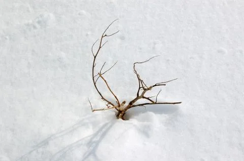Frozen plant Stock Photos