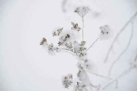 Frozen plant Stock Photos