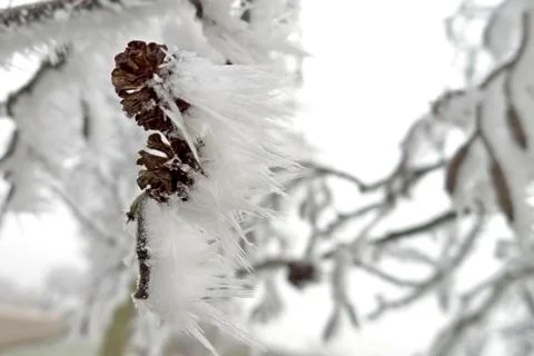 Frozen plant Stock Photos