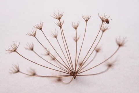 Frozen plant Stock Photos