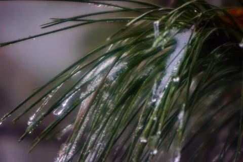 Frozen plant Stock Photos