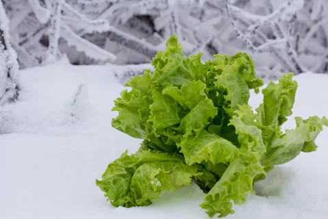Frozen plant in the snow Stock Footage 34403327