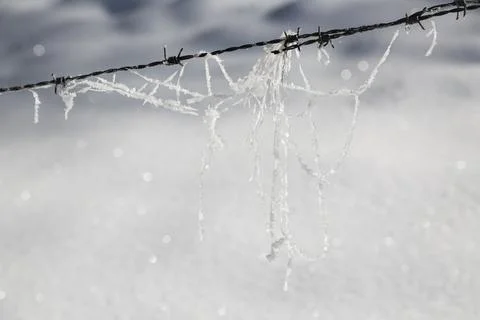 Frozen plant threads hanging on barbed wire with glittering snow background.  Stock Photos