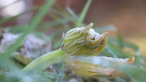 Frozen Plant Time lapse Stock-Footage 205427453