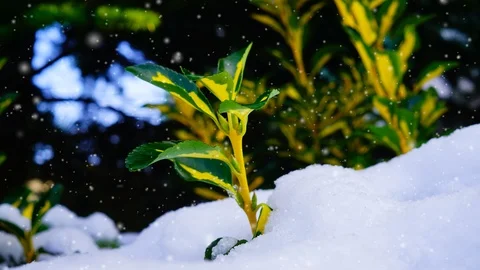Frozen plant under snowflakes. Stock Footage 100982676