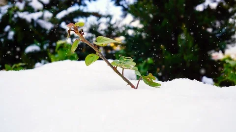 Frozen plant under snowflakes. Stock Footage 100987422