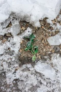 Frozen plant winter background Stock Photos