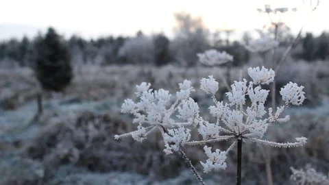 Frozen plant in winter sunset Stock Footage 225691122