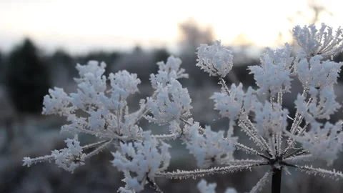 Frozen plant in winter sunset Stock Footage 225691145