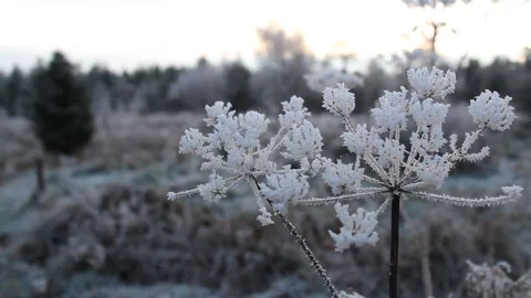 Frozen plant in winter sunset Stock Footage 225691148