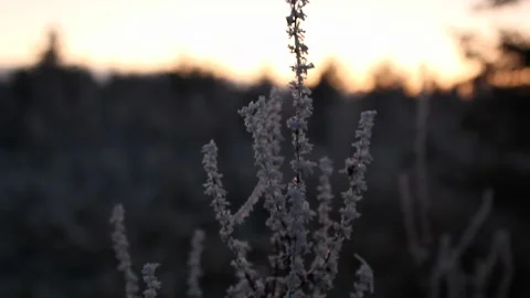 Frozen plant in winter sunset Stock Footage 225691264