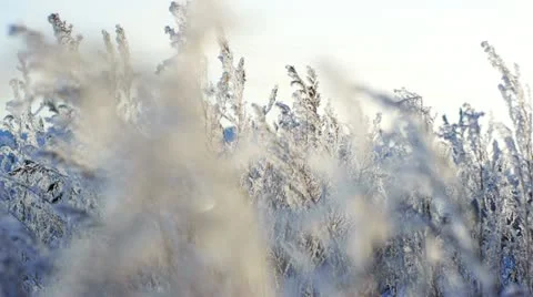 Frozen plants 1 Stock-Footage 10815000