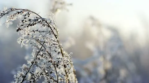 Frozen plants 2 Stock Footage 10815008