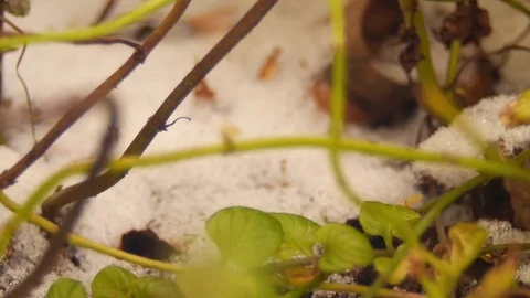 Frozen Plants 4K Stockbeeldmateriaal 70679053