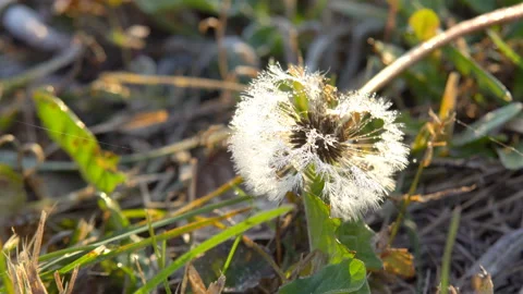 Frozen plants in autumn Stock Footage 109072529