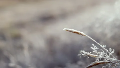 Frozen plants covered in icicles on winters morning Stock Footage 159736822