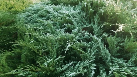 Frozen plants Stock Footage 145877599