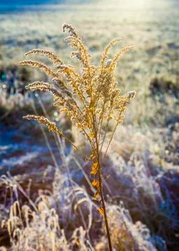 Frozen plants in meadow in wintertime Stock Photos
