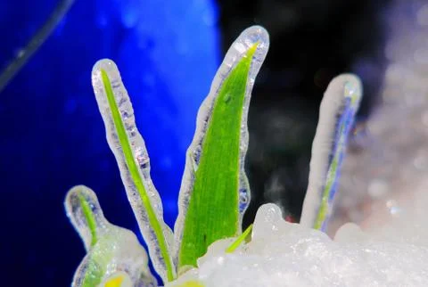 Frozen plants Stock Photos