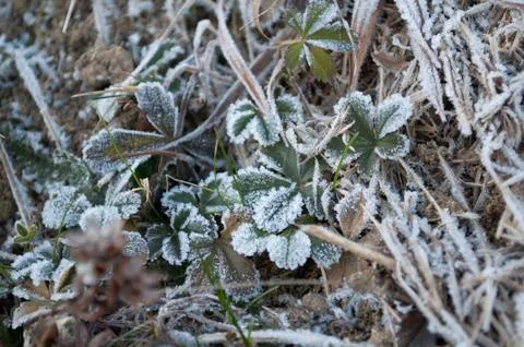 Frozen plants Stock Photos