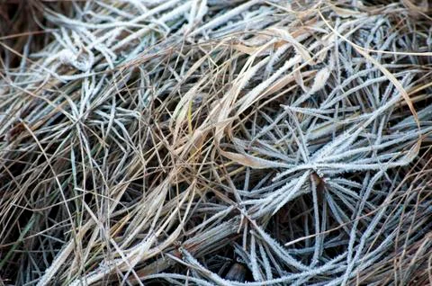 Frozen plants Stock Photos