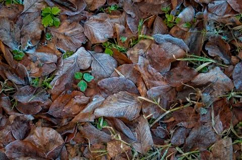 Frozen plants Stock Photos