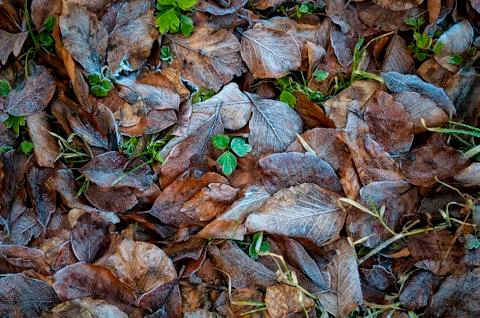 Frozen plants Stock Photos