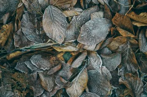 Frozen plants Stock Photos