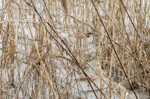  Frozen plants Stock Photos