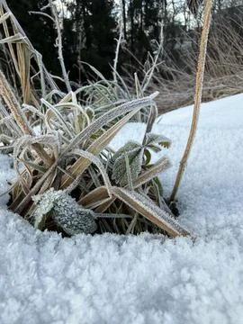 Frozen plants Stock Photos