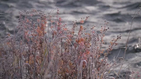 Frozen plants on the river shore Stock Footage 280947219