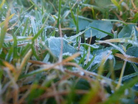 Frozen plants turn to Green - Macro Time Lapse Stock Footage 126269345