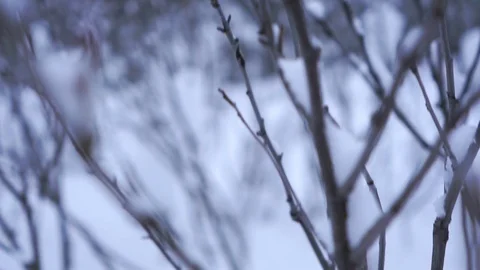 Frozen plants under the snow macro shot - winter season Stock Footage 104900371