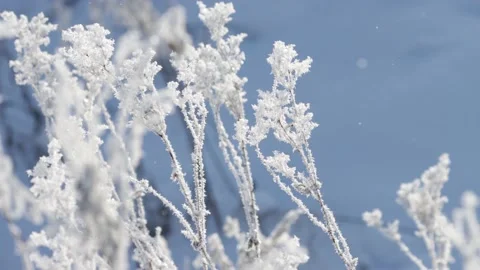 Frozen plants in wind Stock Footage 150259482