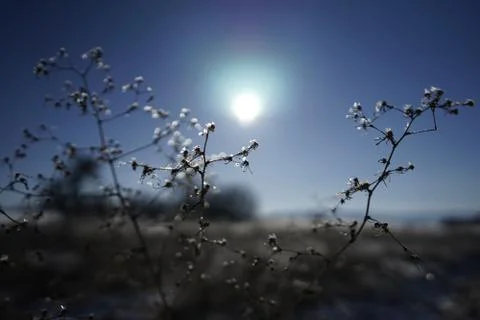 Frozen plants in winter Stock Photos