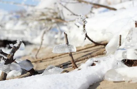 Frozen plants in winter Stock Photos