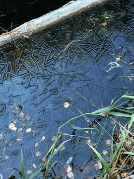 Frozen pond with geometric ice patterns and autumn leaves near grassy shore. 库存照片