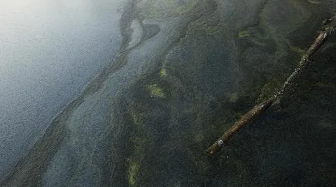 Frozen Pond with Log Stock Photos